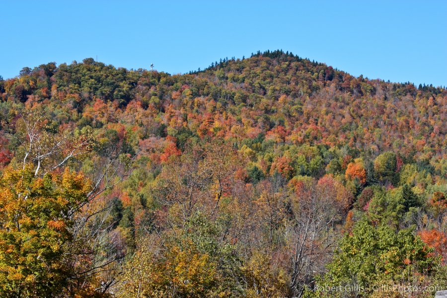 08-Jackson-Foliage