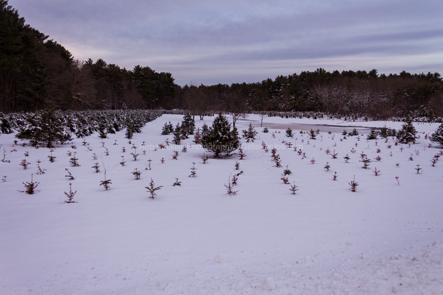 49-Foxboro-Christmas-Normandy-Farm-Baby-Christmas-Trees 49-Foxboro-Christmas-Normandy-Farm-Baby-Christmas-Trees