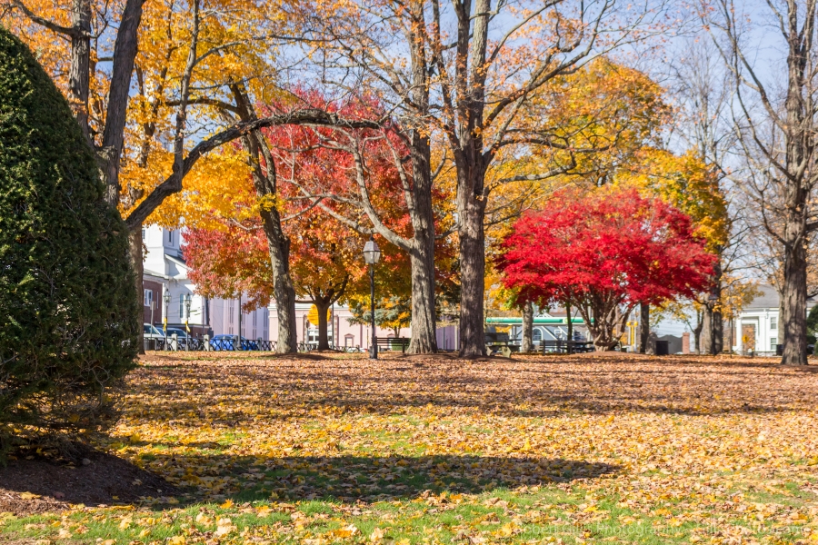 079 Foxboro - Common in Autumn - Beautiful Leaves
