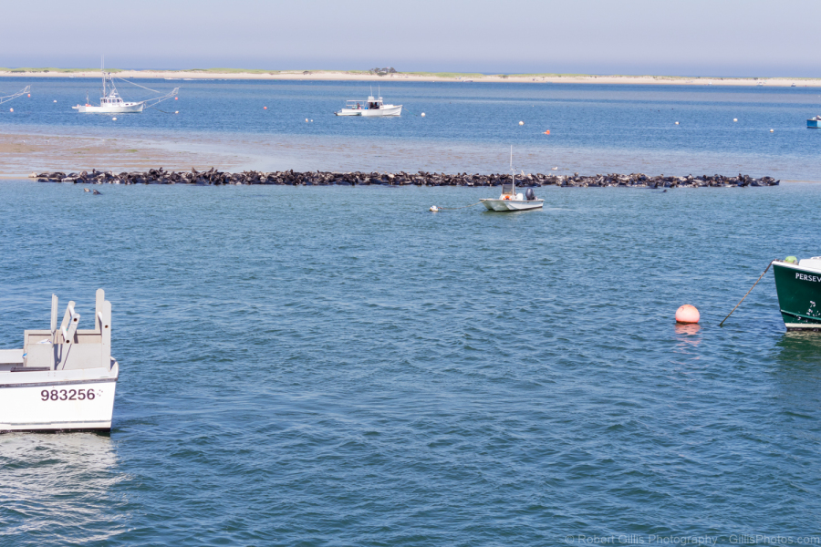 321-Cape-Cod-Chatham-–-Sea-Lions-Pod-View-From-Wharfinger-Fish-Pier