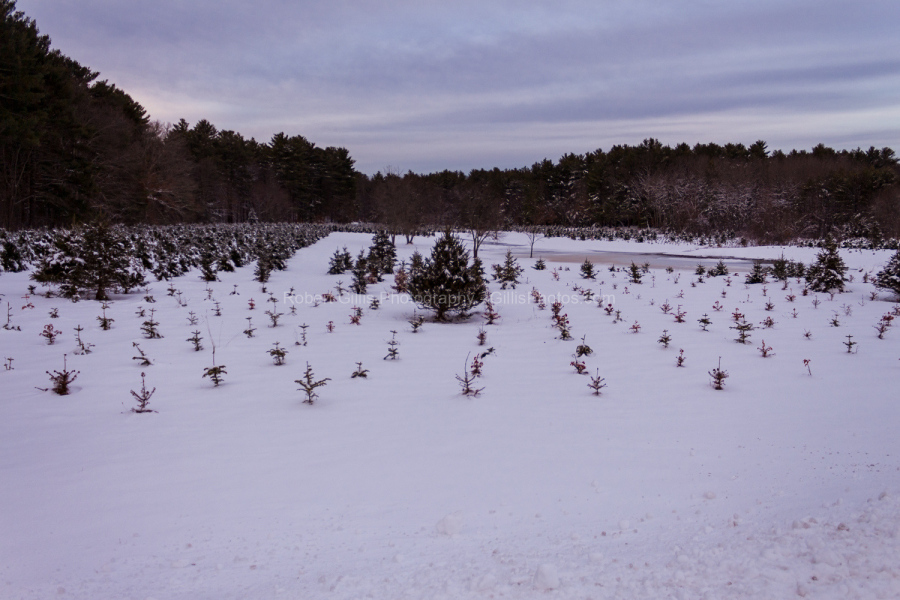 49-Foxboro-Christmas-Normandy-Farm-Baby-Christmas-Trees